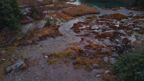 Creek water flowing yellow moss