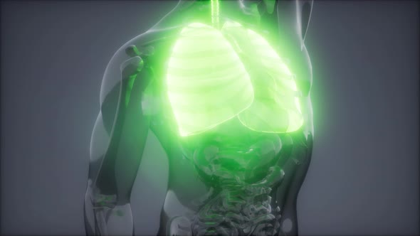 Human Lungs Radiology Exam alt