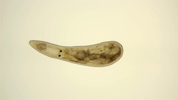 Worm Gyratrix Hermaphroditus Under a Microscope, Polycystididae Family, Turbellaria Class