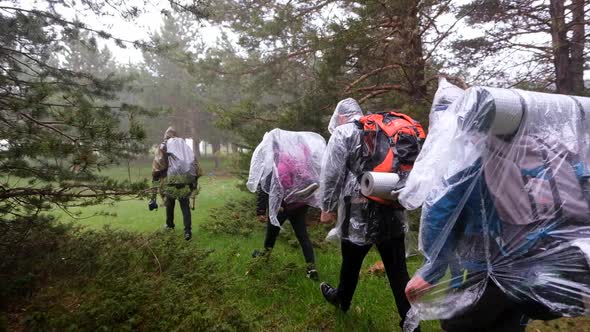 Group Walking In The Rain Forest