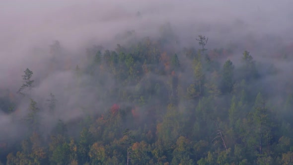 Forest in Moving Mist