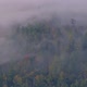 Forest in Moving Mist - VideoHive Item for Sale