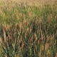 Field in Summer Tall Grass Drone Shooting - VideoHive Item for Sale
