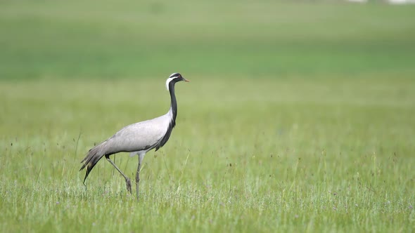 Real Wild Crane Birds Walking in Natural Meadow Habitat