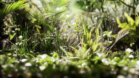 Close Up Jungle Grass and Plants