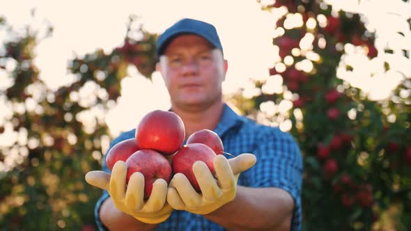 Apple Harvest