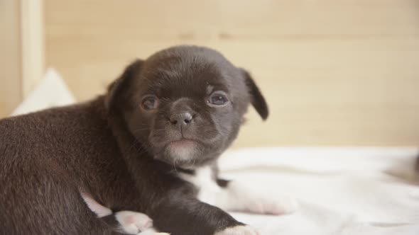 YAWNING - A Japanese Chin, Chihuahua mix 3 week old puppy at home