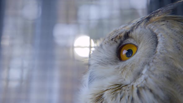 Orange eyes of Siberian eagle owl entrapped in cage. Close up. Side view.