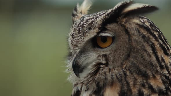 Eurasian eagle owl looking around slow motion