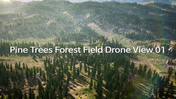 Pine Trees Forest Field Drone View 01