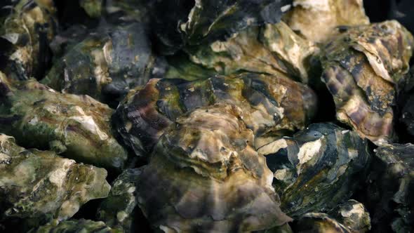 Oyster Pile Rotating