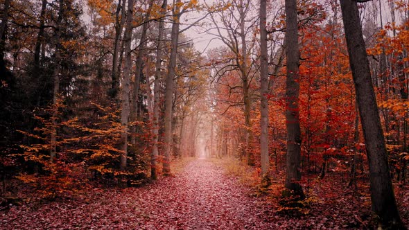 Country road in forest. Autumn forest and cut trees.