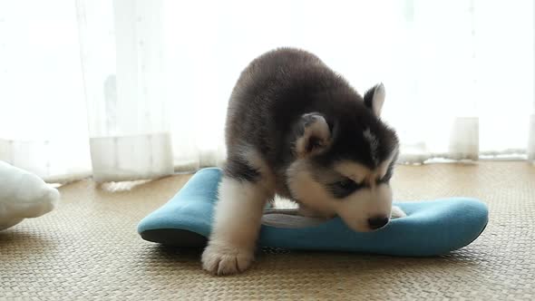 Cute Siberian Husky Chewing Blue Slippers