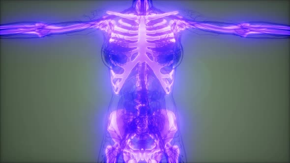 Transparent Human Body with Visible Bones