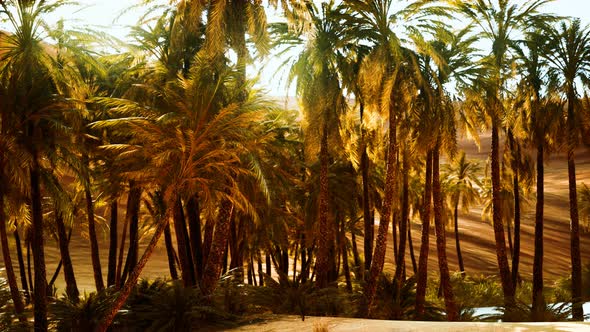 Palm Trees Inside the Dunes