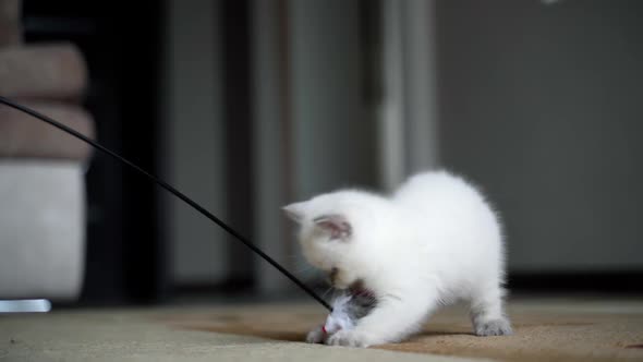 Cute cat playing with toy. Fluffy kitten catching toy with feathers