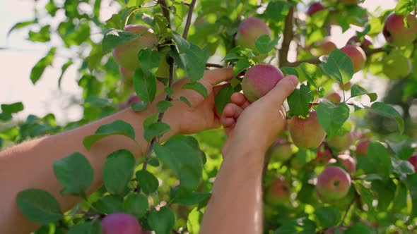 oung farmer inspecting an ecological apple before harvest. Closeup on men's hand at work in 4K