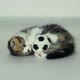 Funny Kitten With Football Ball - VideoHive Item for Sale