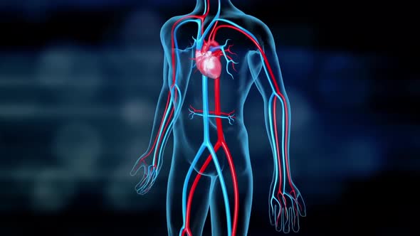 Transparent human 3D Medical Animated cardiovascular system