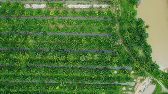 An aerial view from a drone flying over a coconut grove