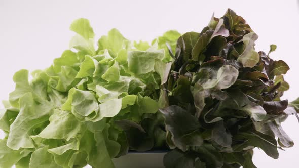 Green oak and red oak fresh lettuce planted in the Hydroponics style is beautifully placed and slowl