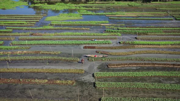 Aerial view of farmers doing the harvest in Banaripara, Barisal, Bangladesh.