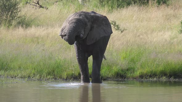 Elephant drinks from a lake at Pilanesberg