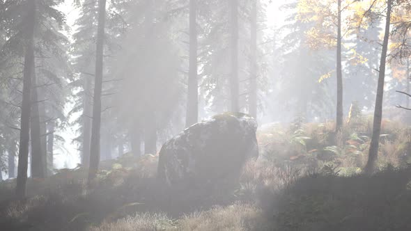 Bright Early Morning Forest in Mountains