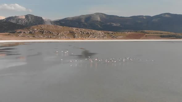 Pink Flamingos in Salty Lake Turkey Drone View