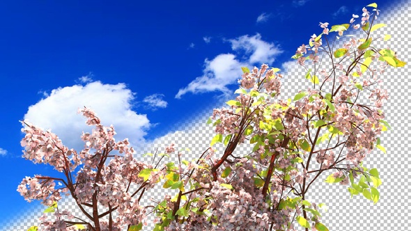 Branch Of A Blossoming Cherry Tree alt