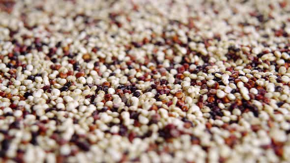 Dry mixed quinoa seeds. Uncooked grains. Vegetarian food. Macro