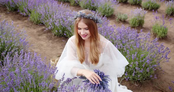 Pretty Young Girl in White Dress Picking Flowers in Lavender Field