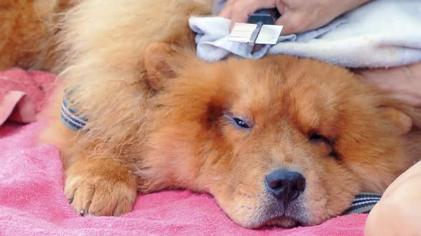 scratching dog with a brush