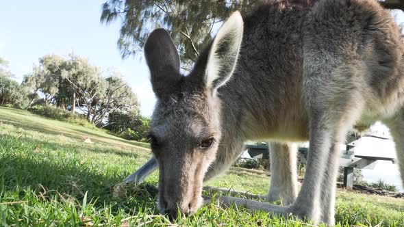 Close-up view of a joey Kangaroo eating grass in a coastal park. Animal behavior video