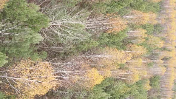 Vertical Video of an Autumn Forest During the Day in Ukraine