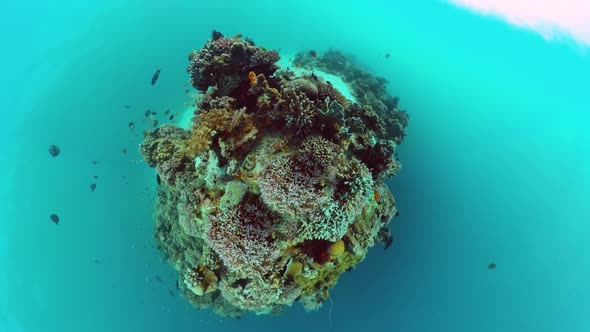 Coral Reef and Tropical Fish. Panglao, Philippines.