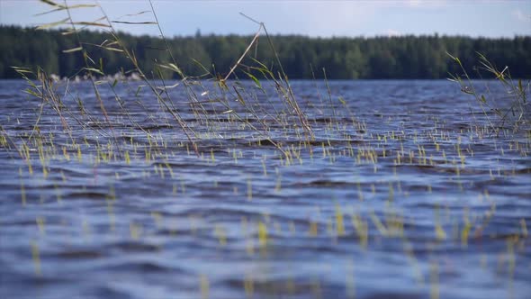 Scenic view of a lake landscape branches and trees.