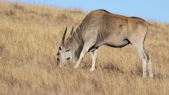 Eland Antelope Feeding In Grassland 