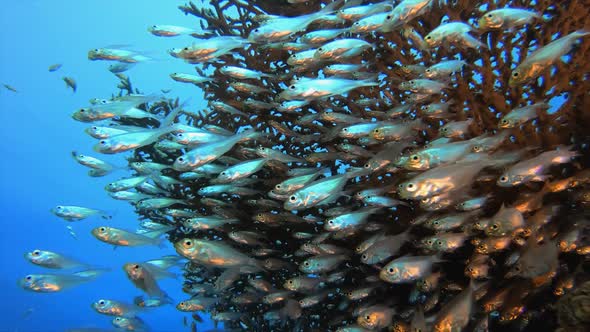 Underwater Glass-Fish Tropical Sea Seascape