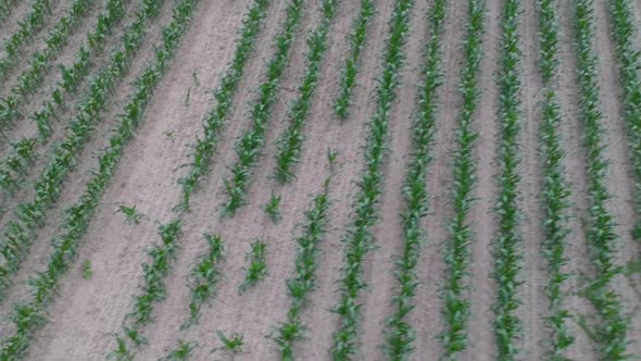 Drone flying over lines of corn crops in agriculture landscape