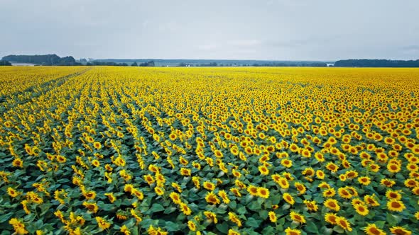 Flowering of Yellow Sunflowers in the Field