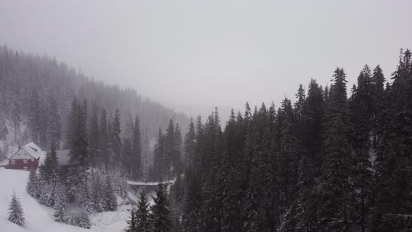 Winter spruce forest and mountains from air. Winter landscape. aerial drone shot. blizzard