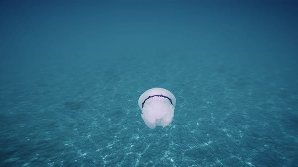 Jellyfish Sea Lung Swims in the Blue Depth