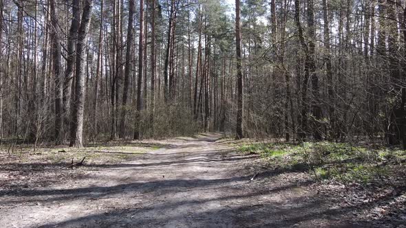 Aerial View of the Road Inside the Forest