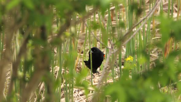 Red winged blackbird cleaning itself. mating season springtime. birds migration