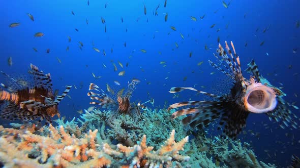 Lionfish Open Mouth Wide