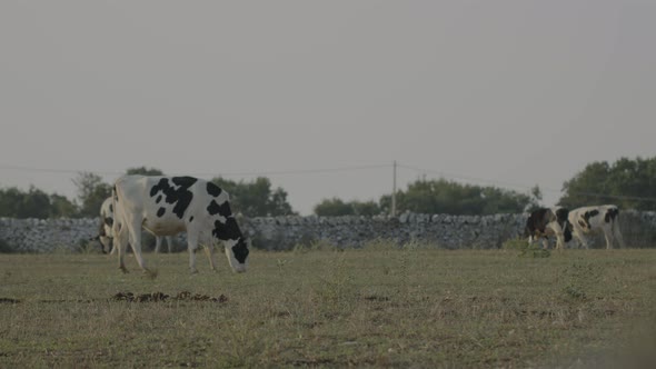 free grazing cows and breeding in the Italian plain in Puglia