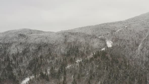 Early Winter snowfall covers dense forestry in dusting of snow