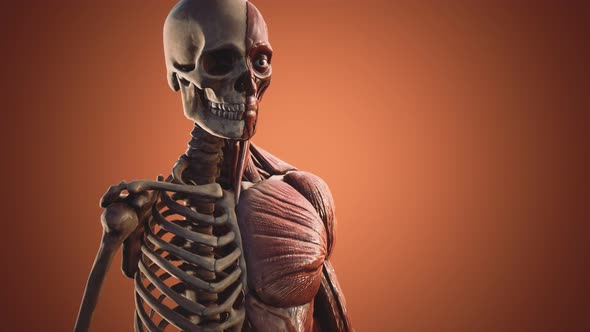 Muscular and Skeletal System of Human Body alt