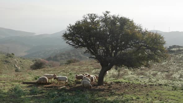Sheeps Under A Tree